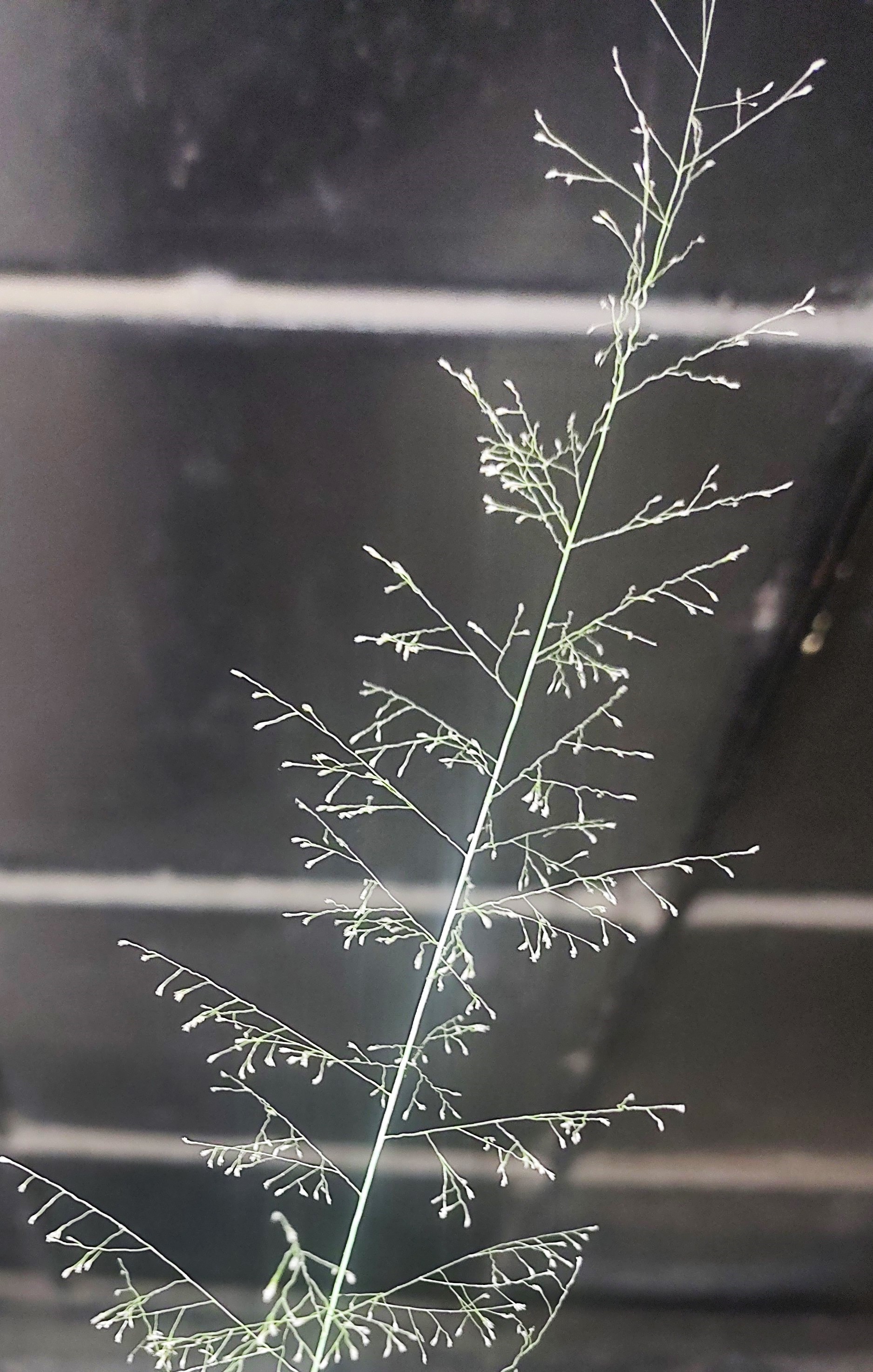 Grass Floret seen through a compound microscope.