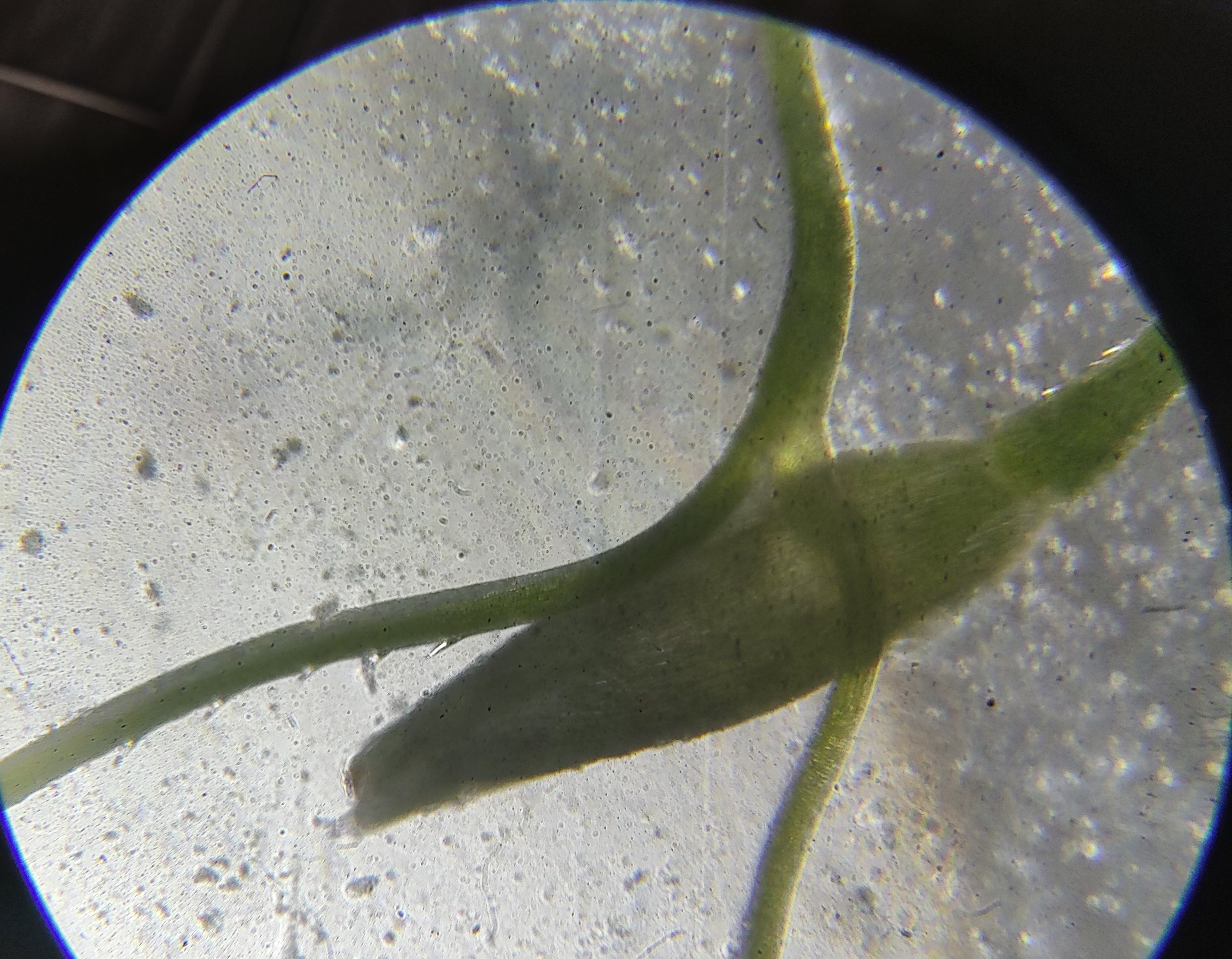 Grass Floret seen through a compound microscope.