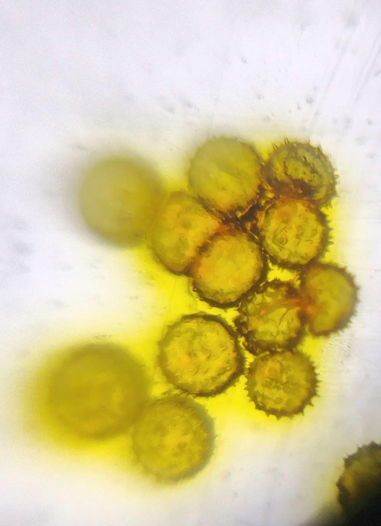 Pollen grain of Hibiscus seen through a foldscope