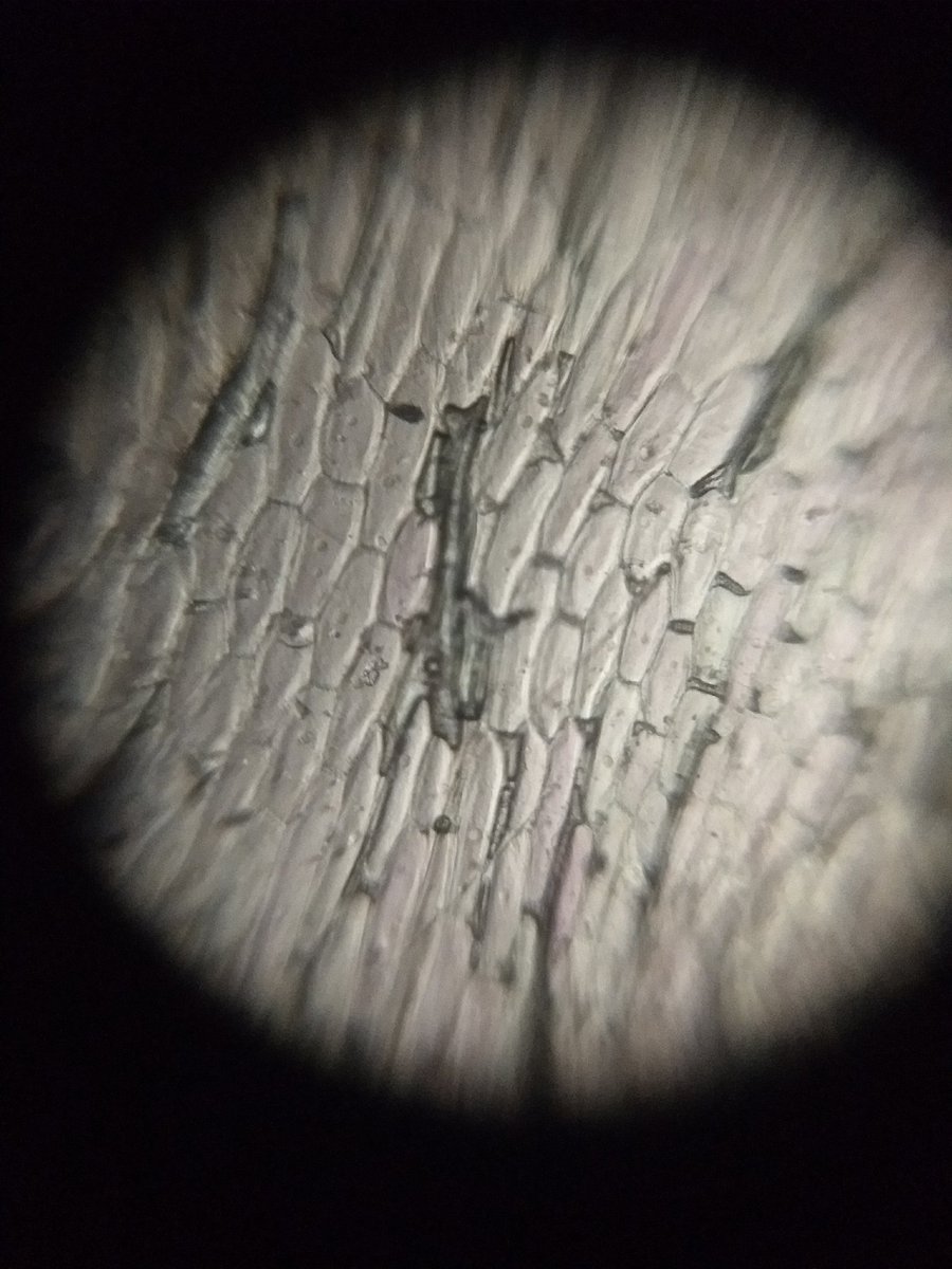  image of Cells and nucleus of  onion skin