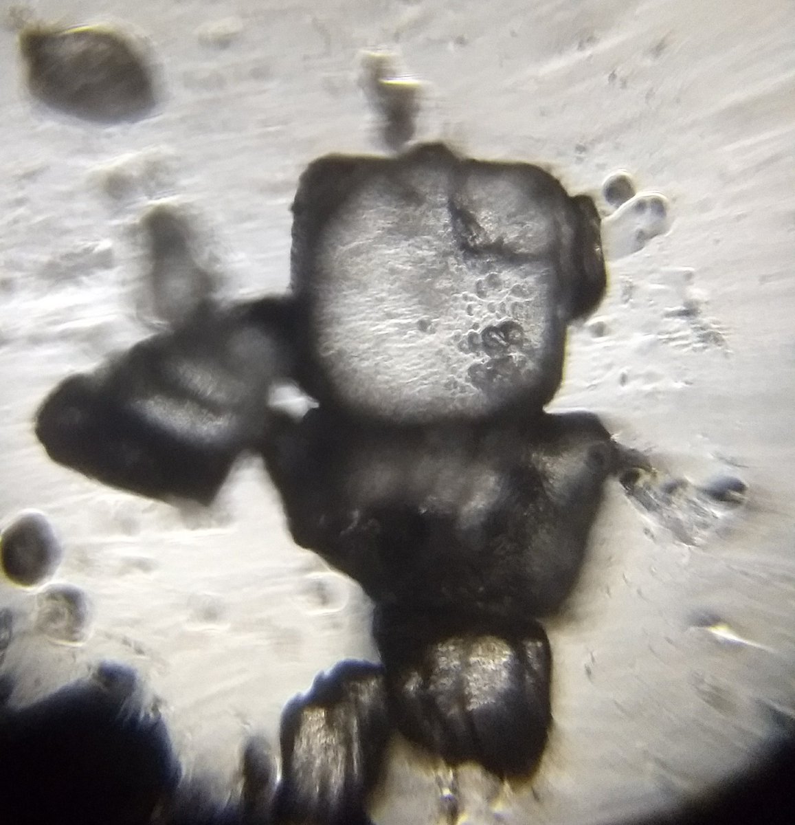  image of Table salt when seen from a foldscope 