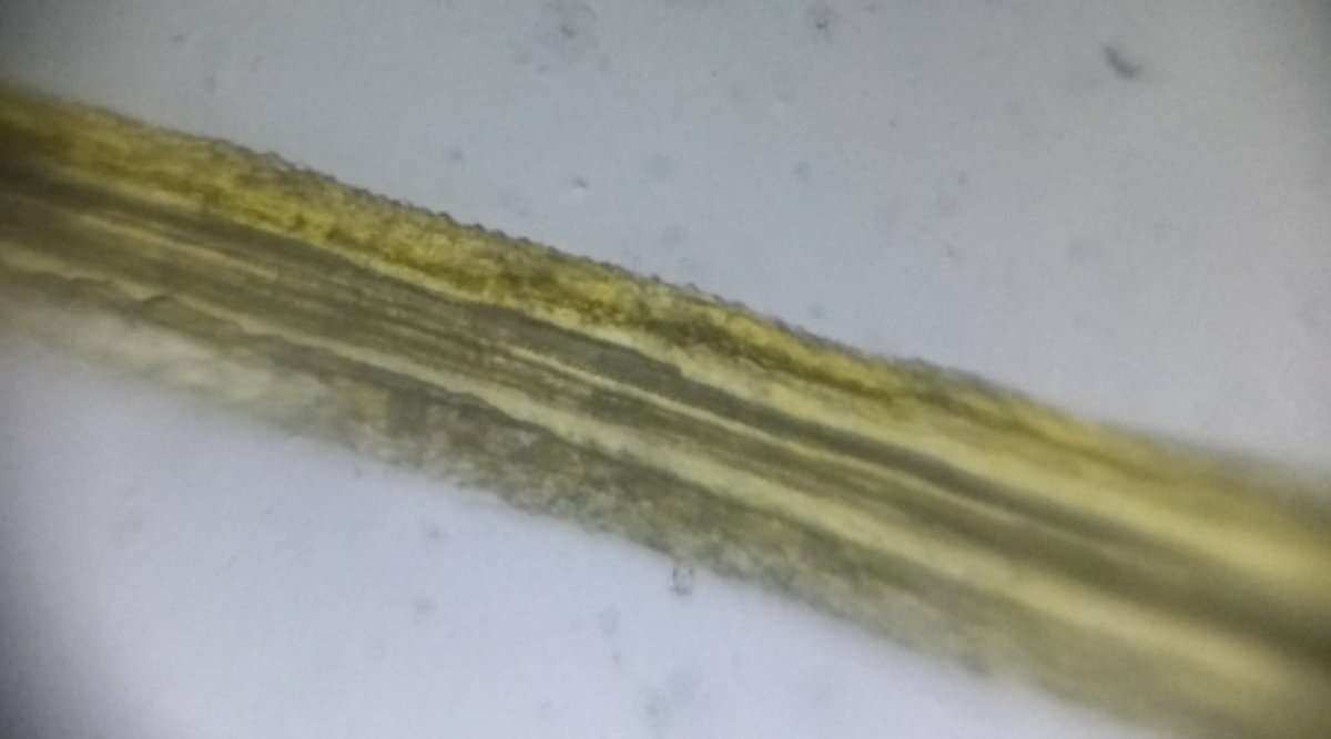  image of Filament of a Gardenia flower