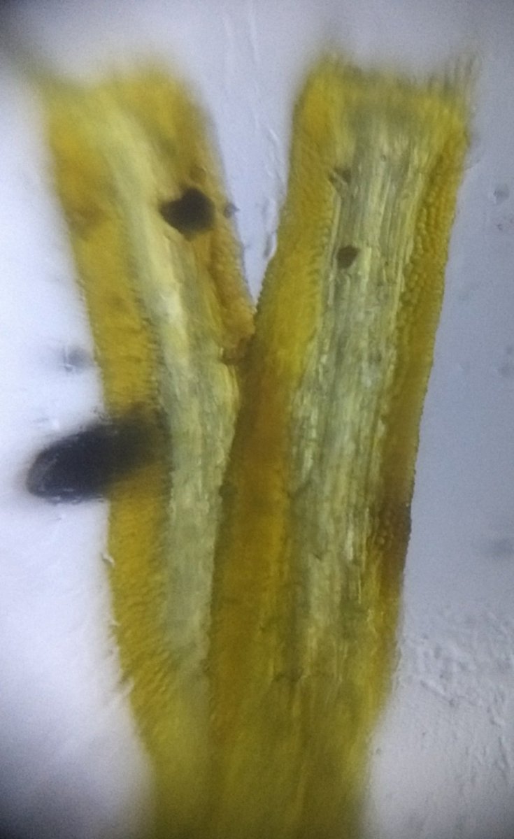  image of stamen and second is the inner layering of sepals