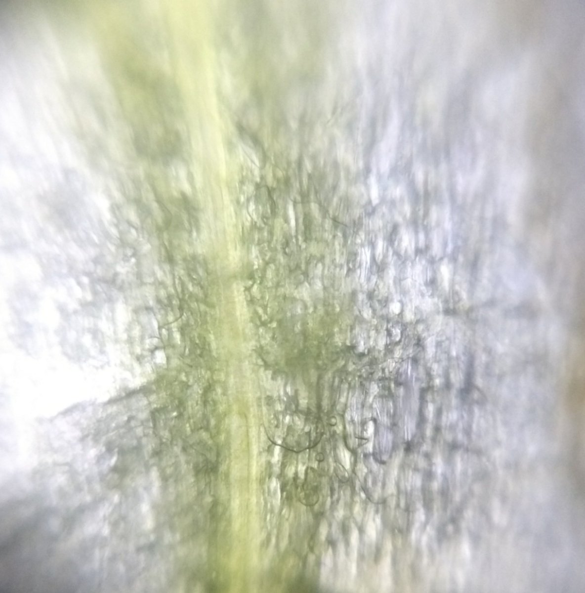  image of stamen and second is the inner layering of sepals