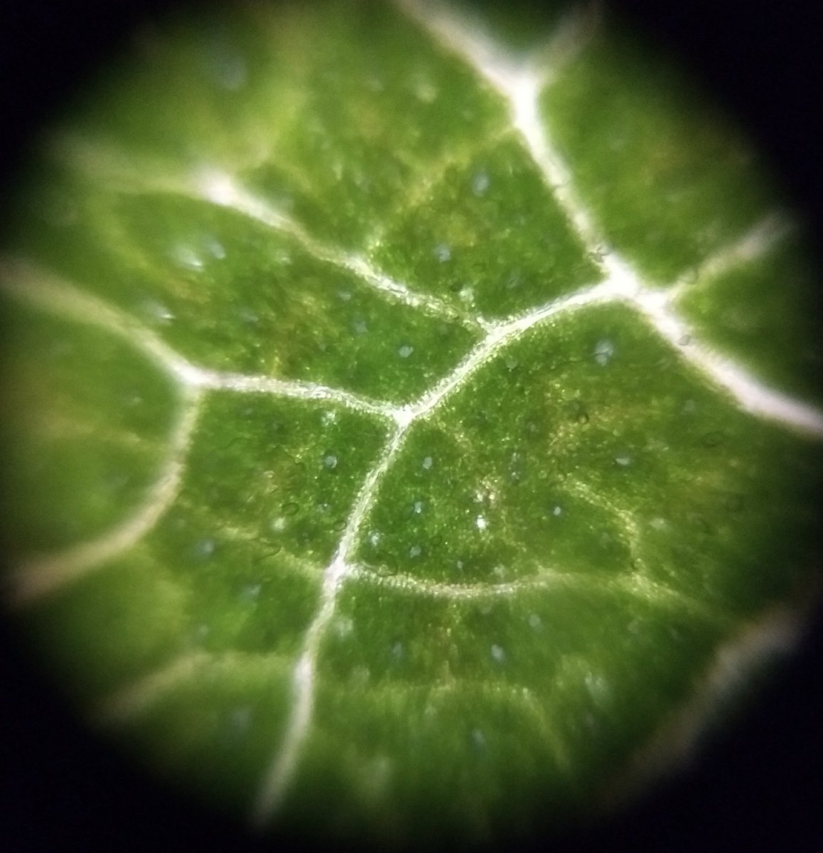  image of Close up of the back side of a leaf