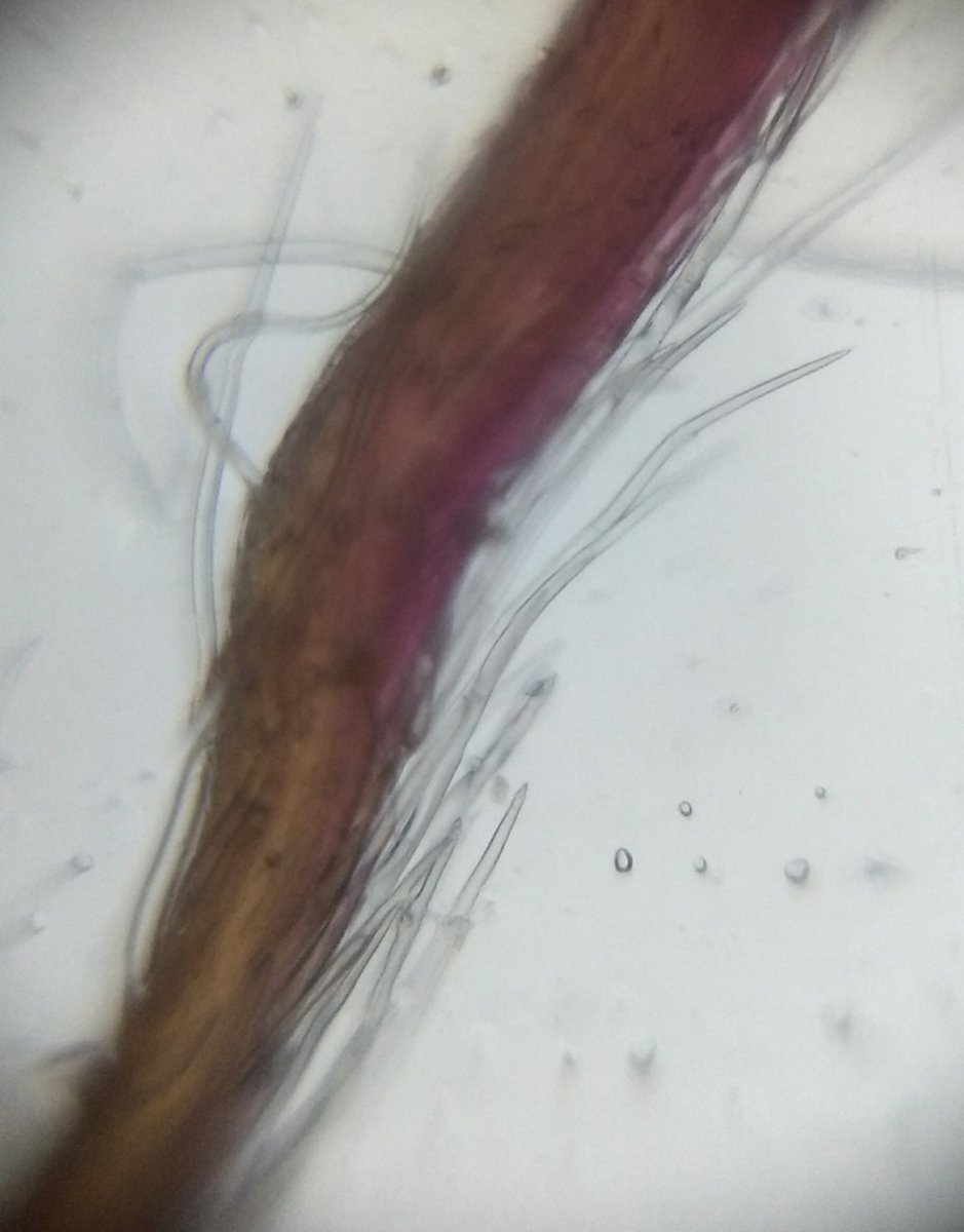  image of filaments