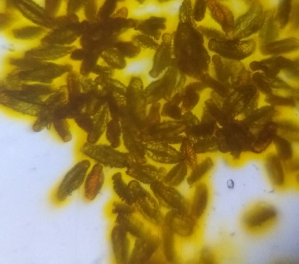  image of Spider Lily pollen grains