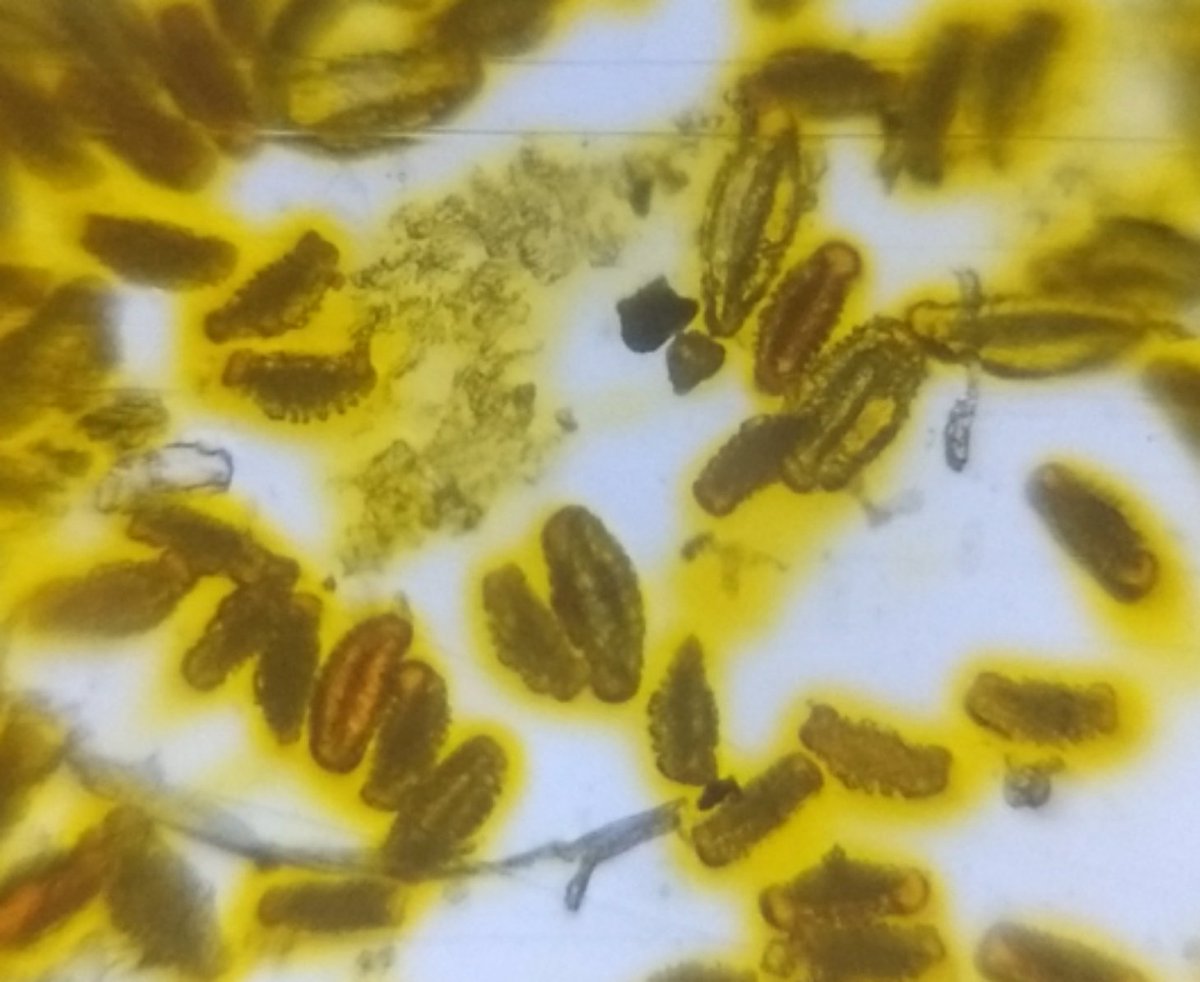  image of Spider Lily pollen grains