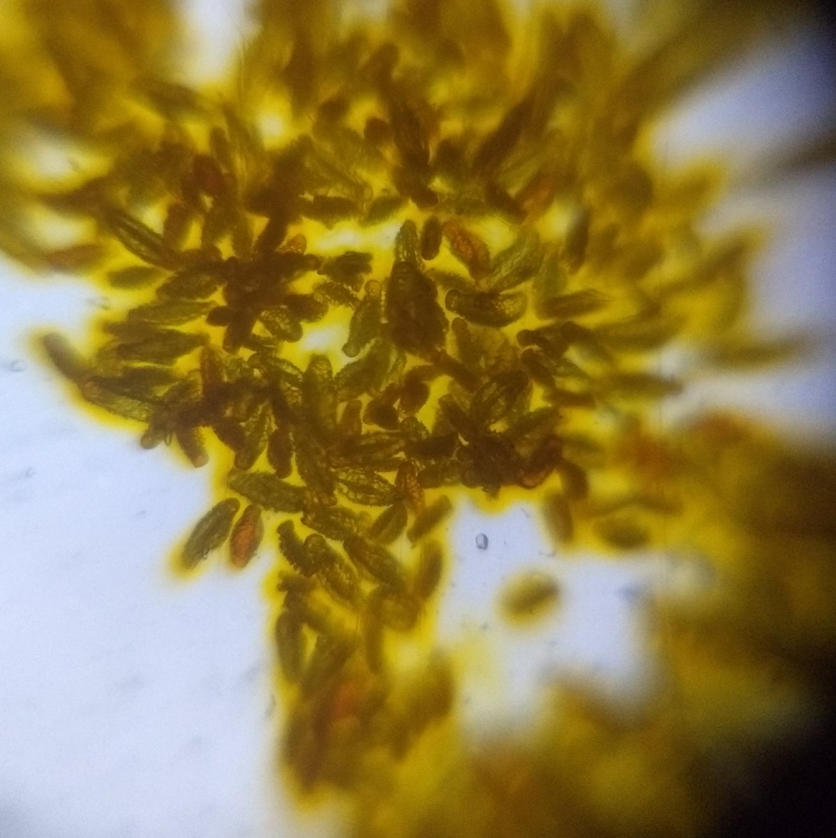  image of Spider Lily pollen grains