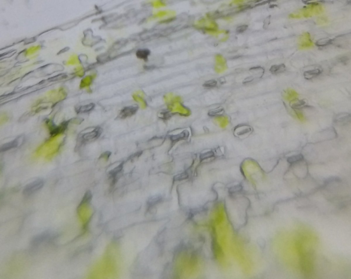  image of stomata