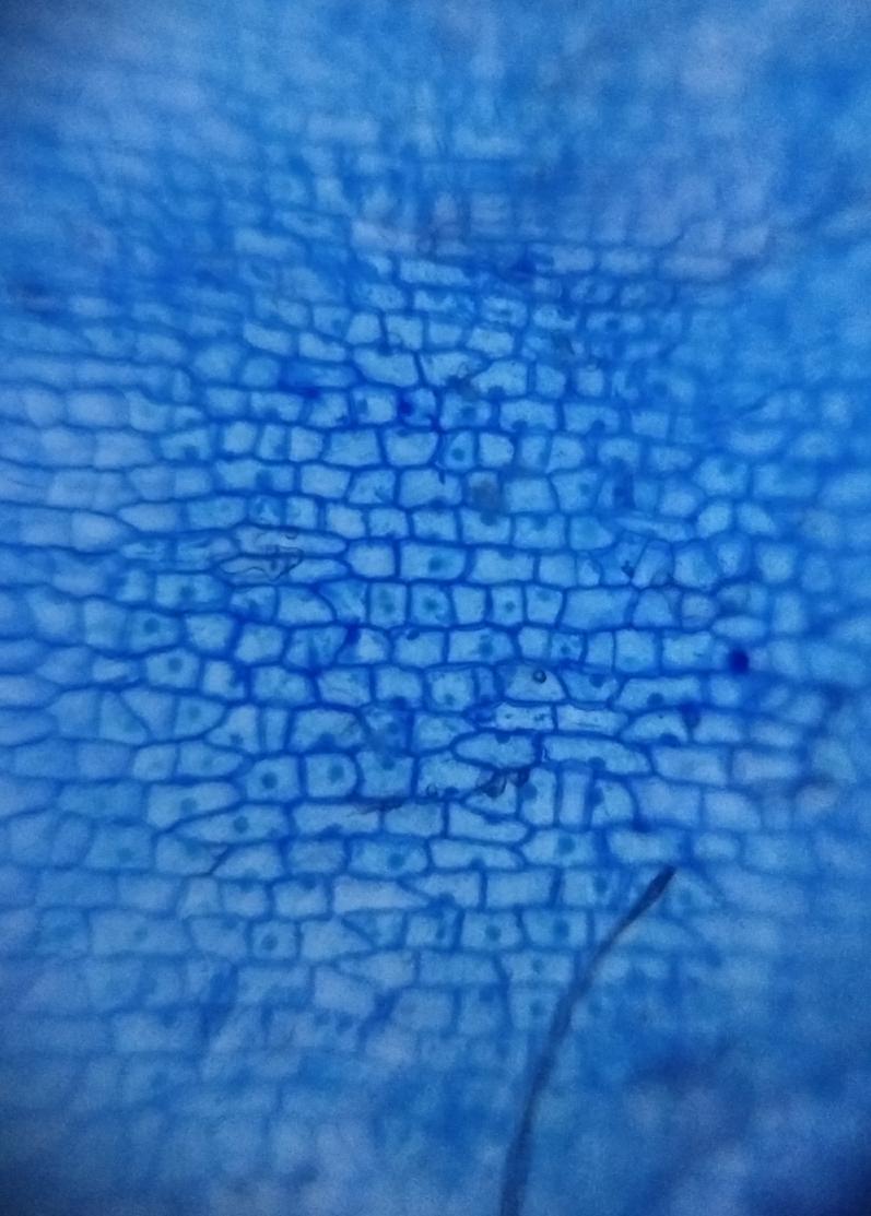  image of cell structure of garlic peel