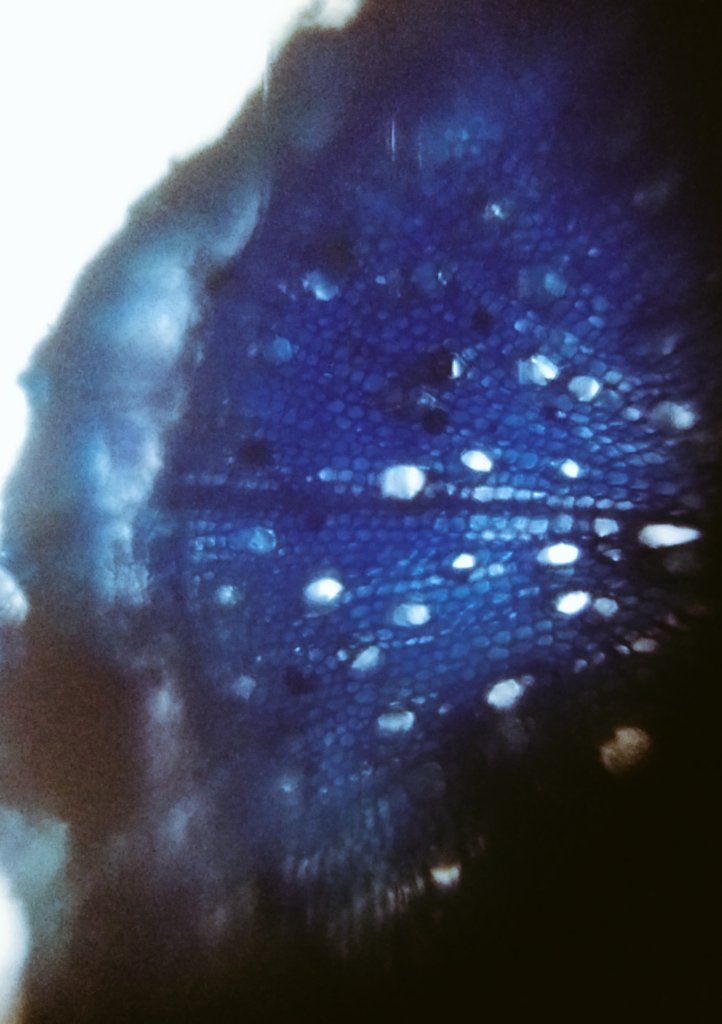  Observation of cilantro root cross section