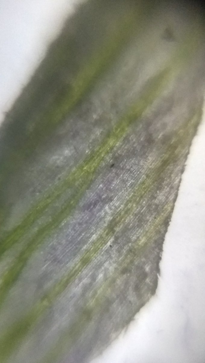  image of A grass floret