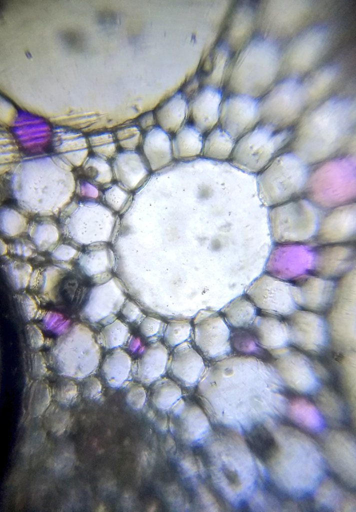  image of Lotus flower pollen and stem cross section