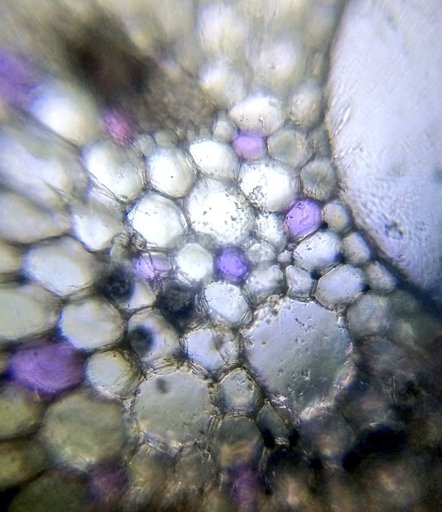  image of Lotus flower pollen and stem cross section