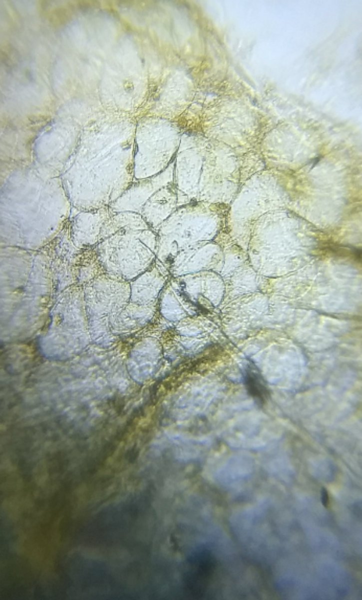  image of Cucumber cells