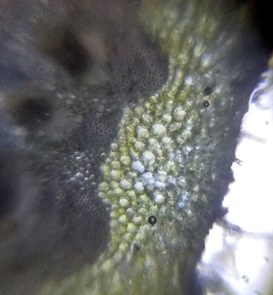  image of Gerbera pollen grains