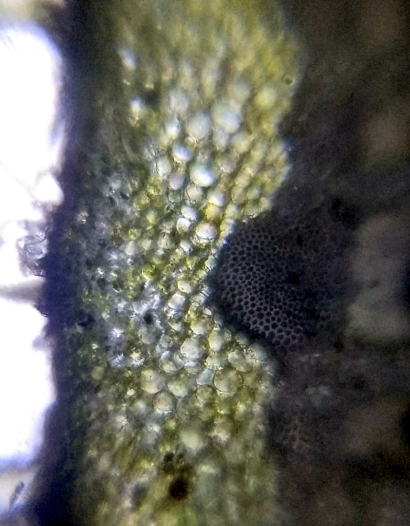  image of Gerbera pollen grains