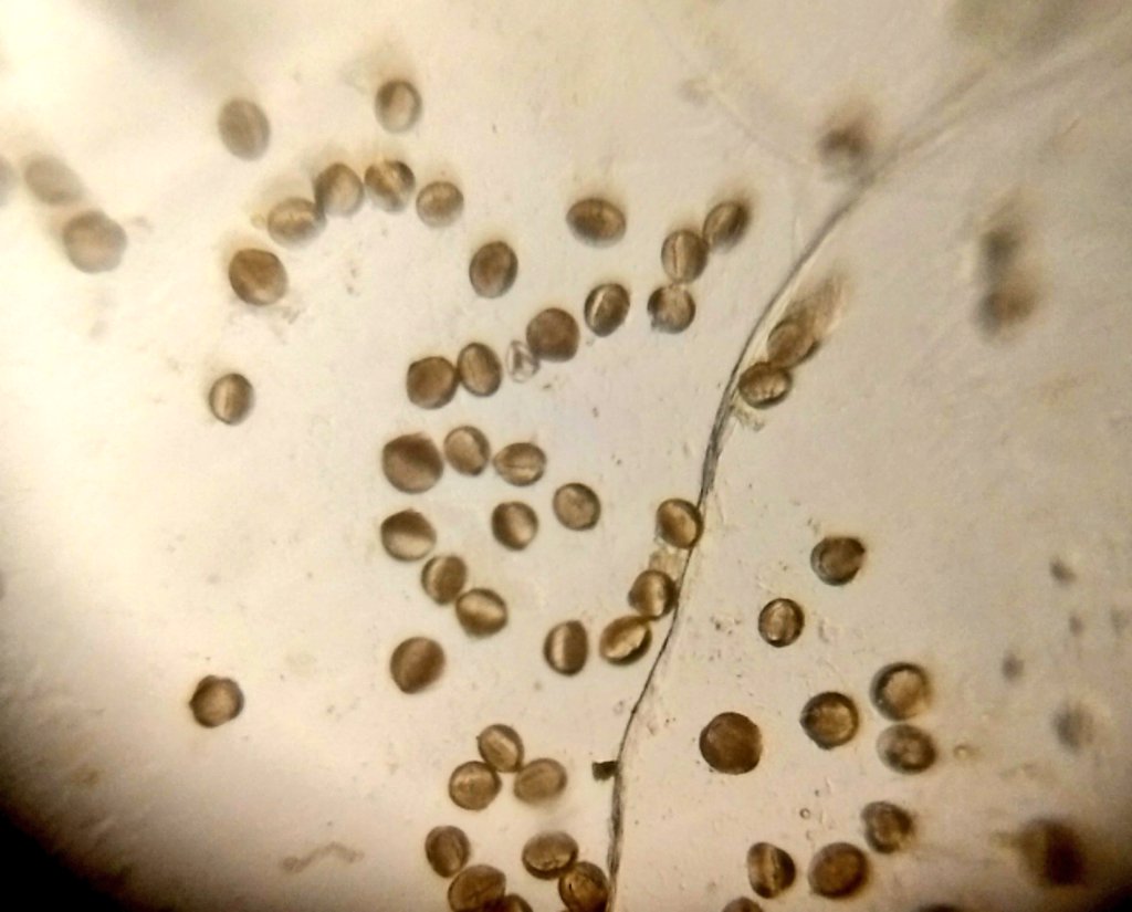  image of Gerbera pollen grains