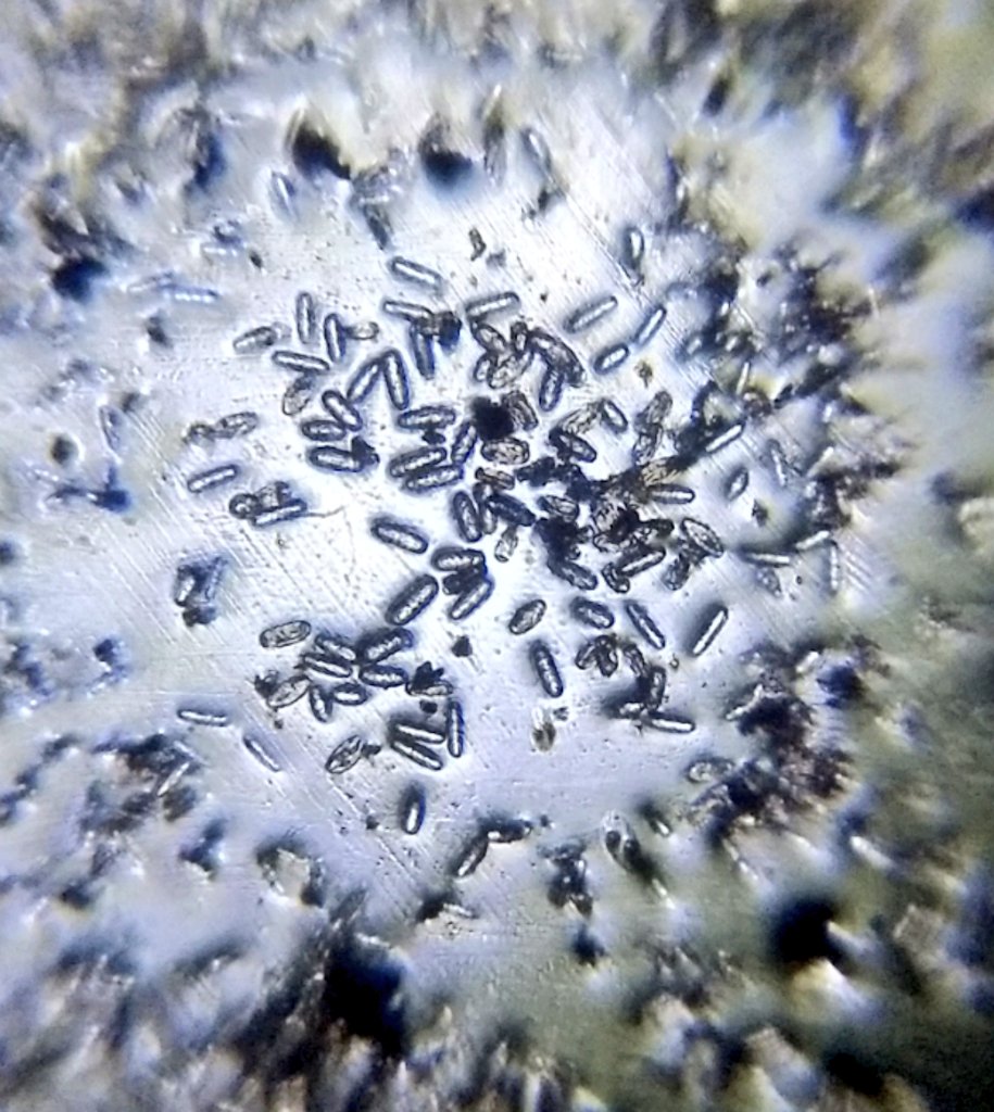  image of a white patch on a leaf