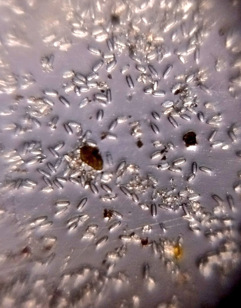  image of a white patch on a leaf