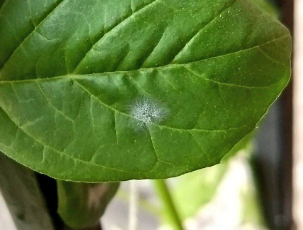  image of a white patch on a leaf