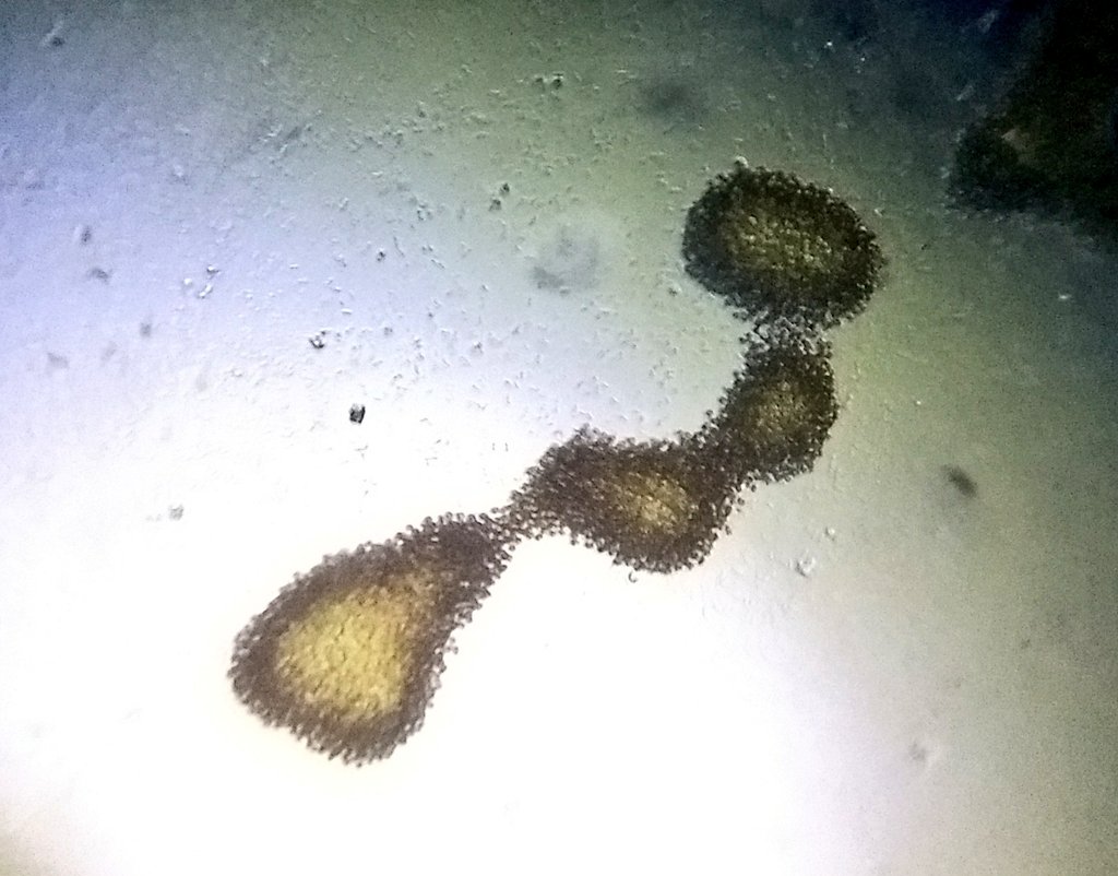  image of floating bits of algae/vegetation