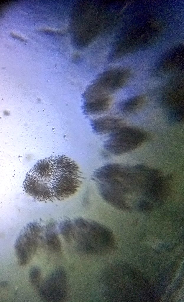  image of floating bits of algae/vegetation