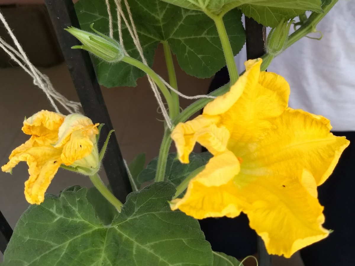  image of pumpkin flower