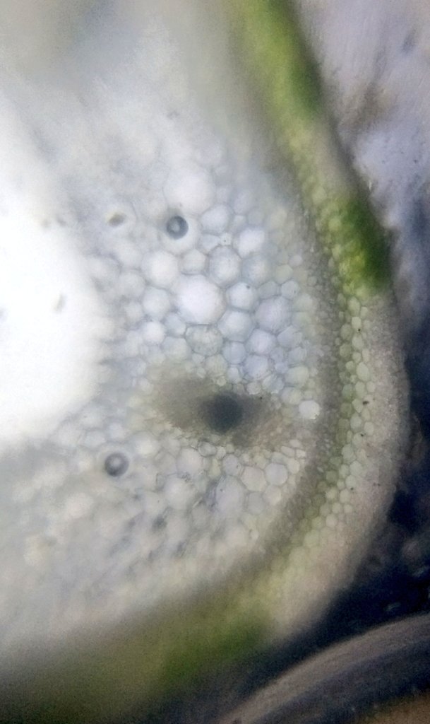  image of Cross section of pumpkin tendril