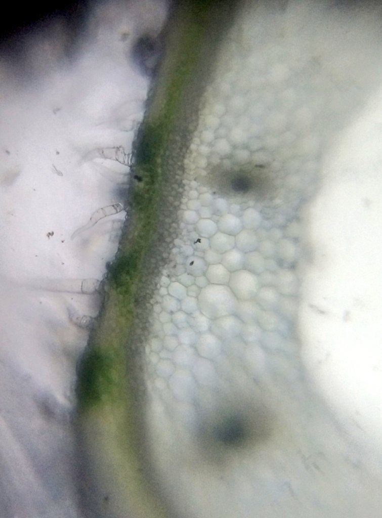  image of Cross section of pumpkin tendril