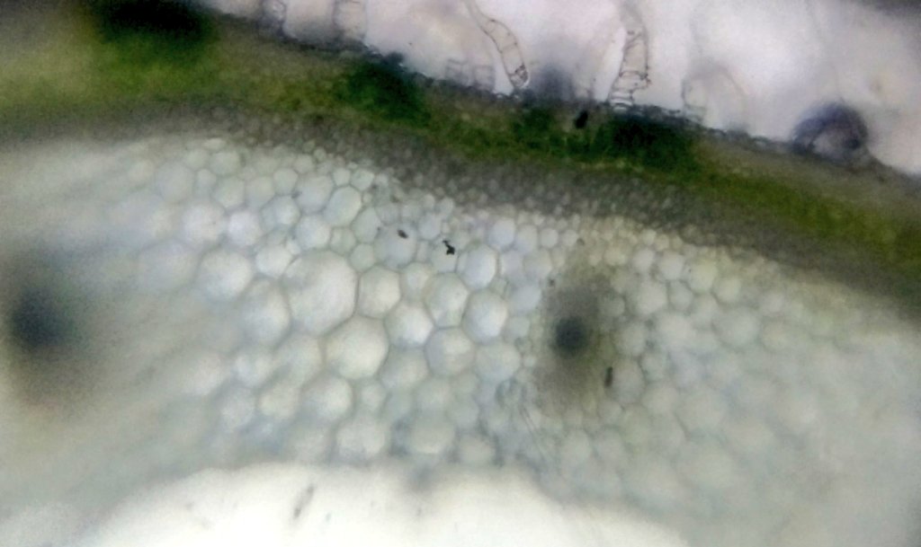  image of Cross section of pumpkin tendril