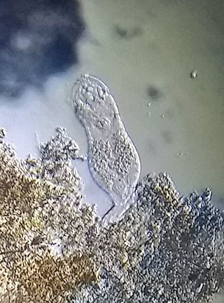  image of rotifer