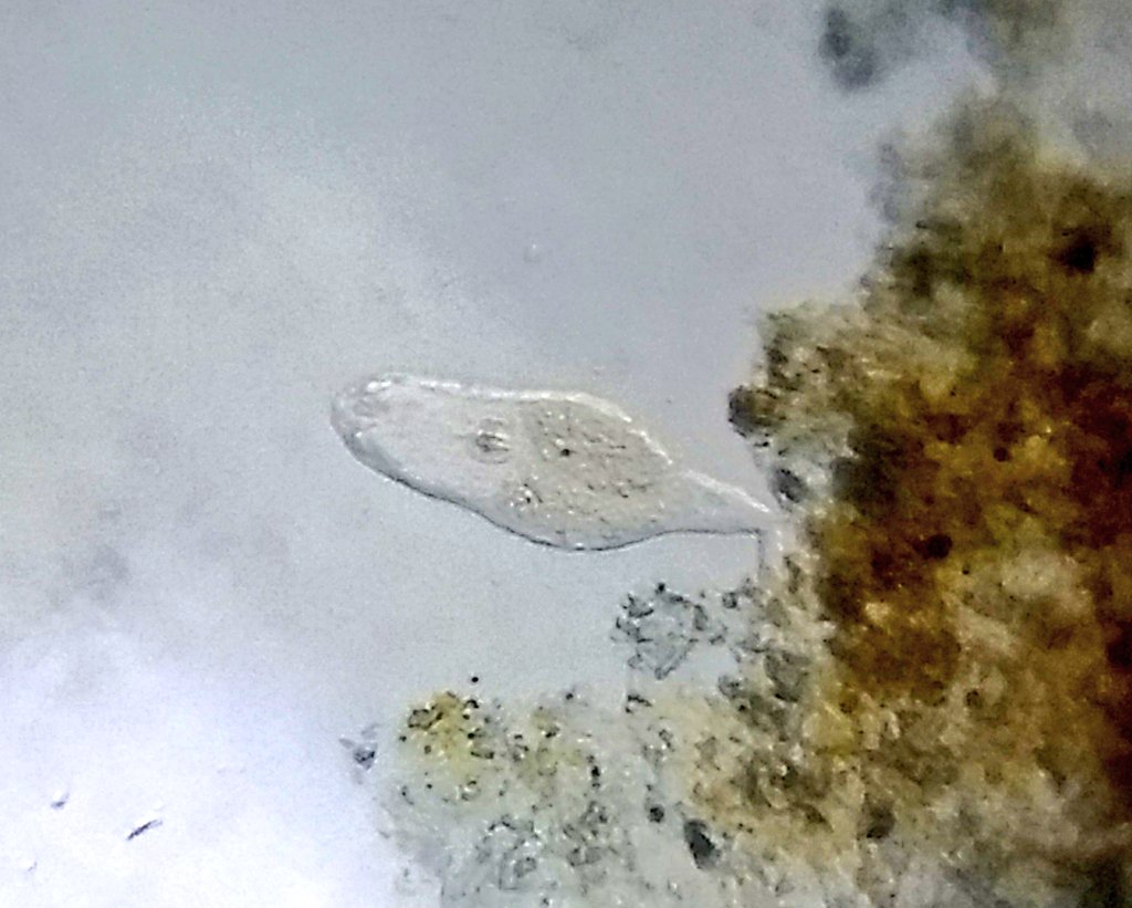  image of rotifer