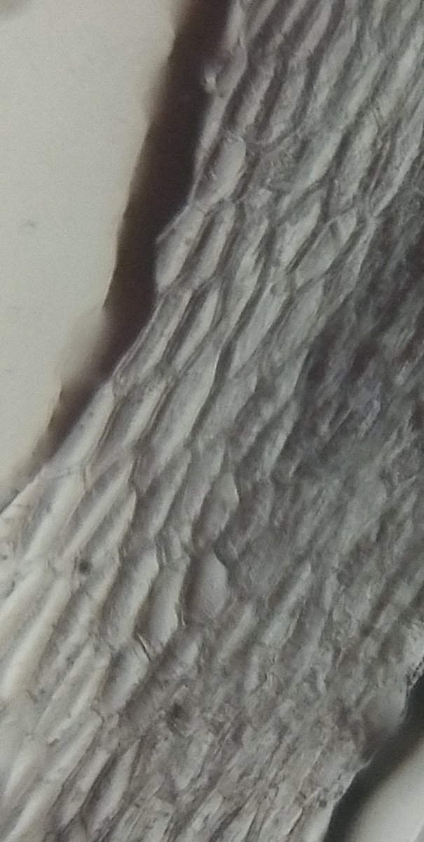  image of Cabbage leaf