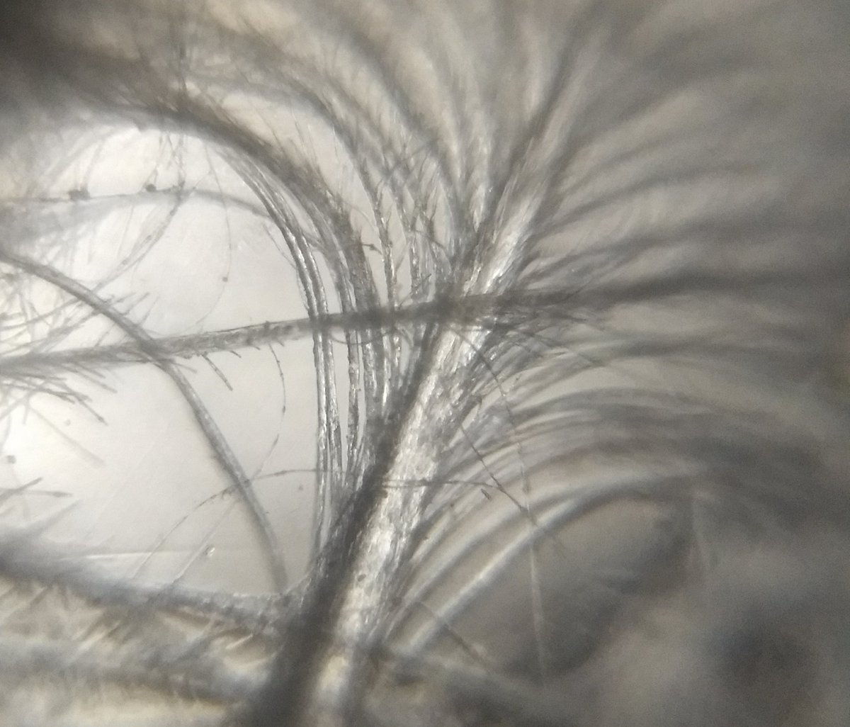  image of a feather