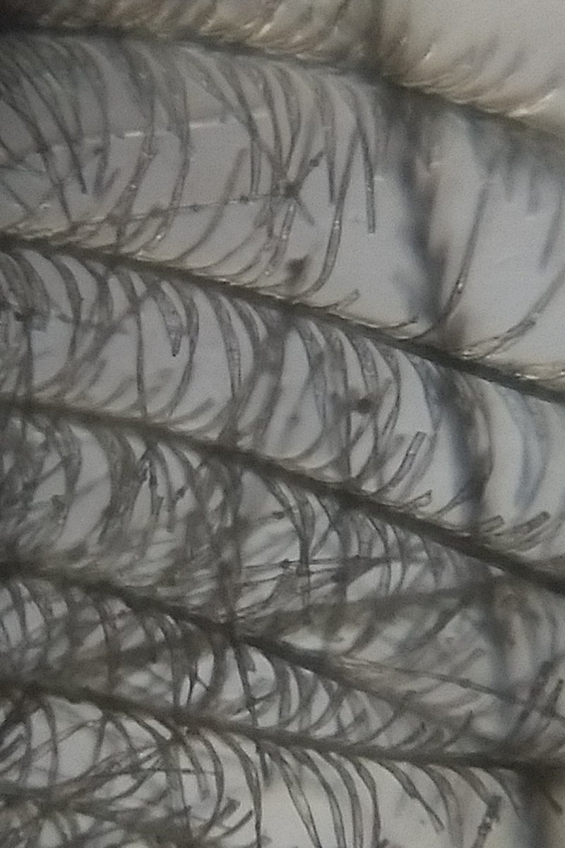  image of a feather