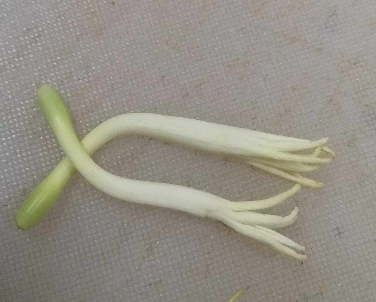  image of Pollen grains of an unidentified flower