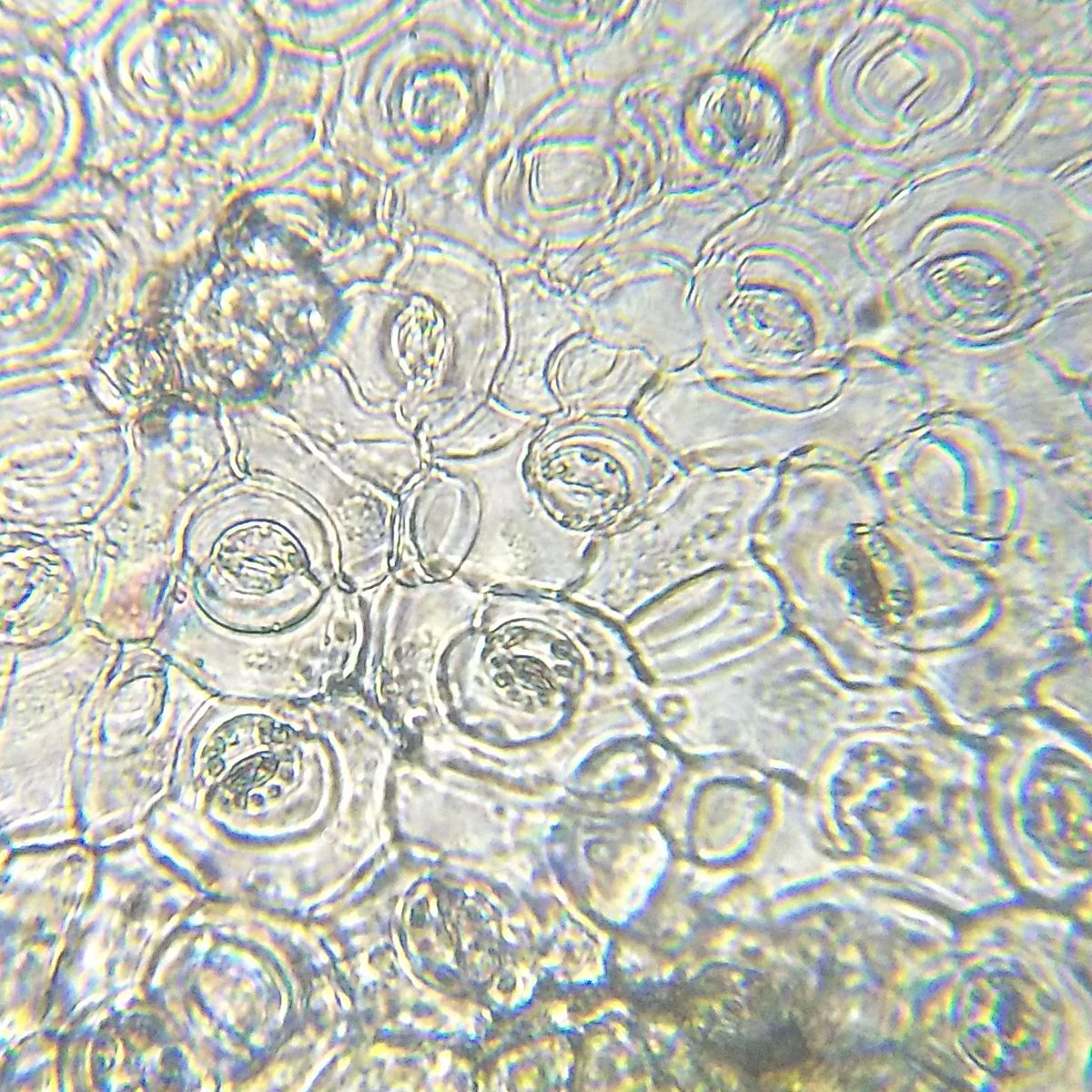  image of Stomata