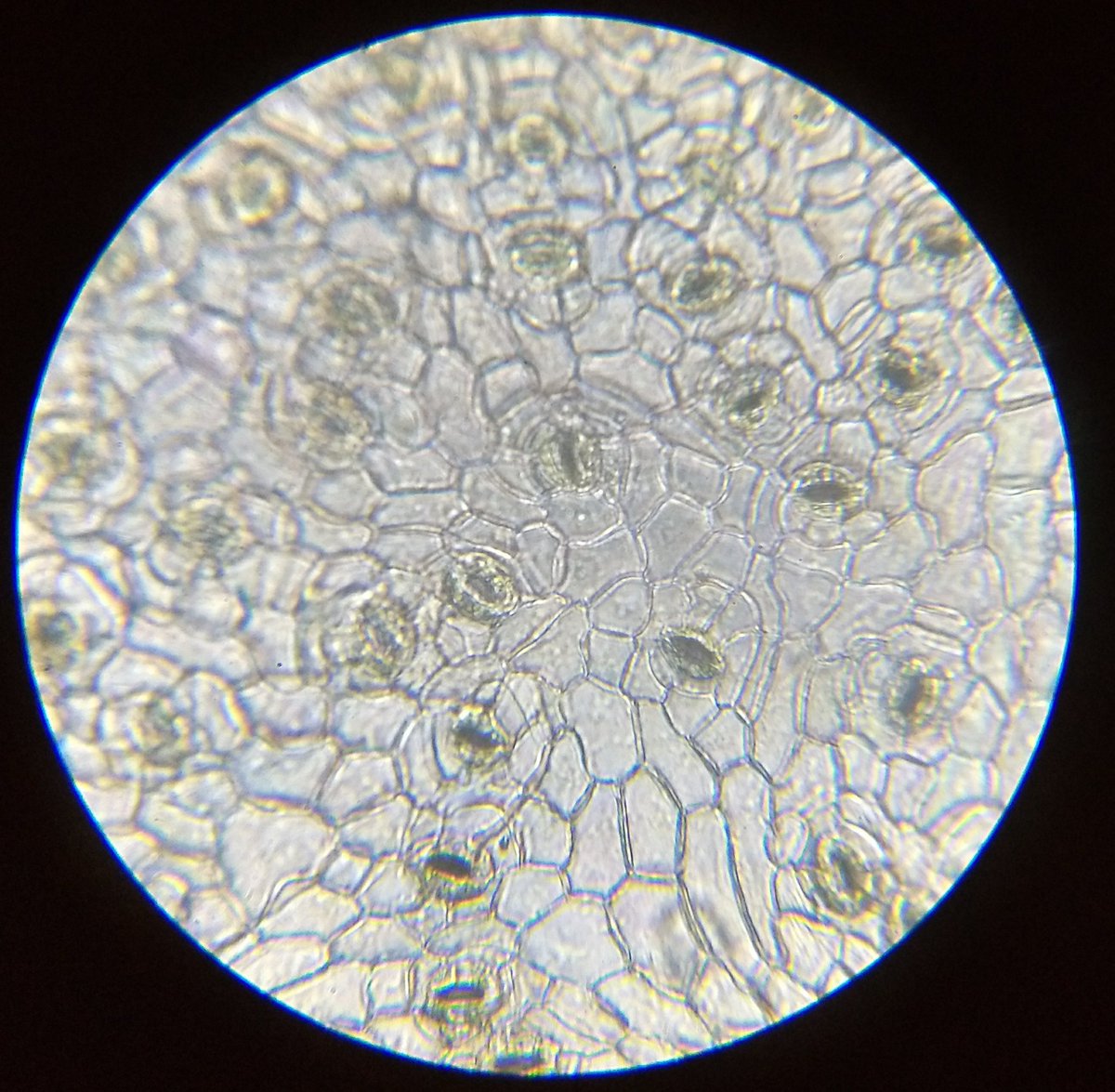  image of More stomata images