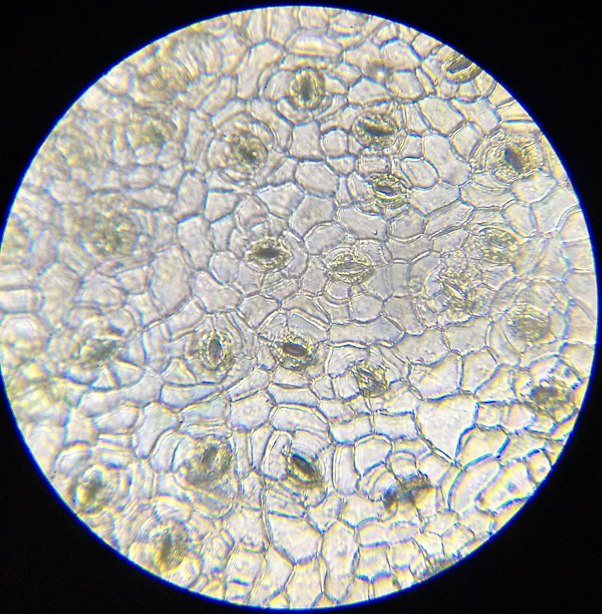  image of More stomata images