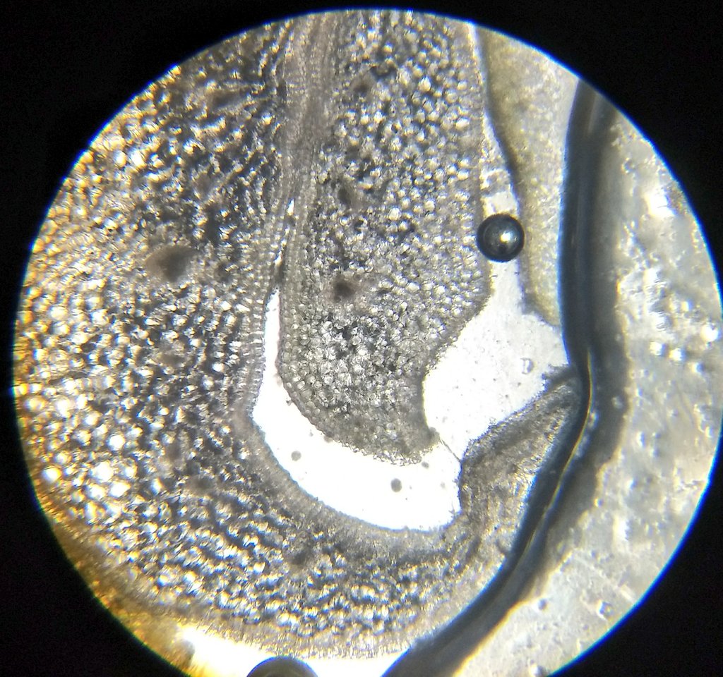  image of plant ovaries