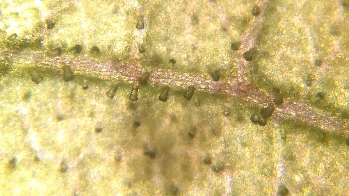  image of leaf trichomes