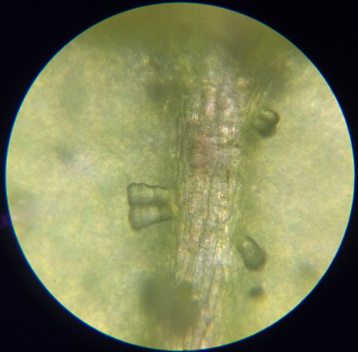  image of leaf trichomes