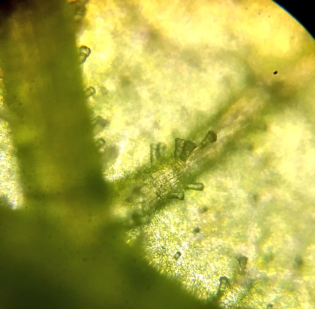  image of leaf trichomes