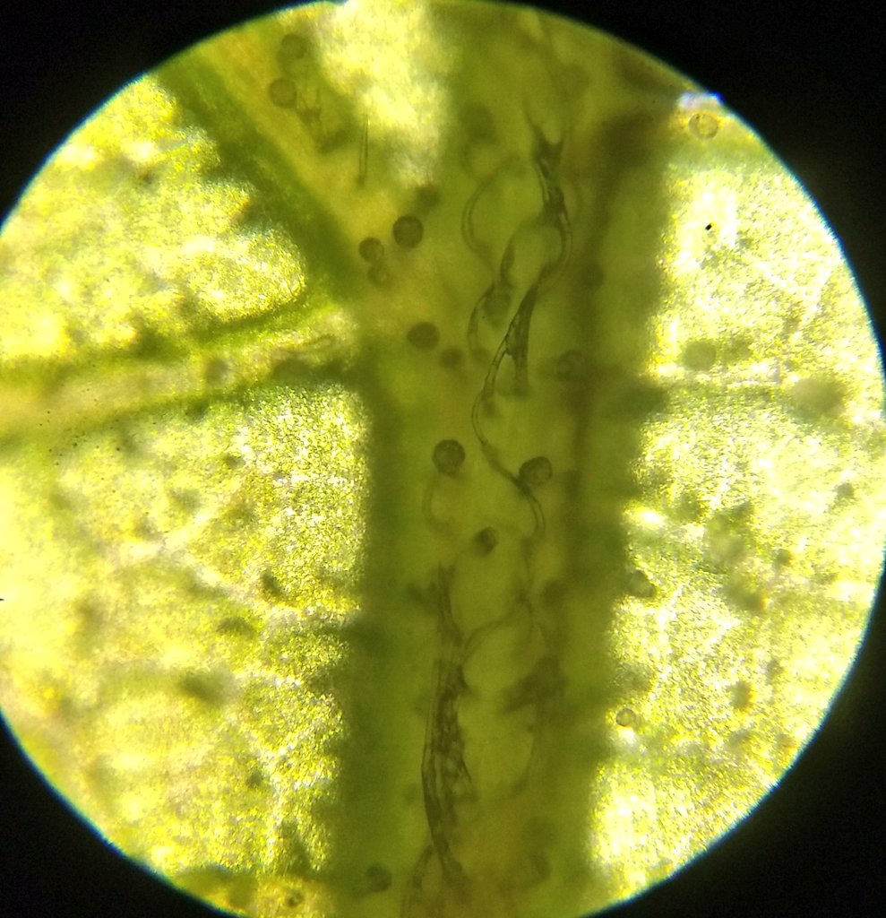  image of leaf trichomes