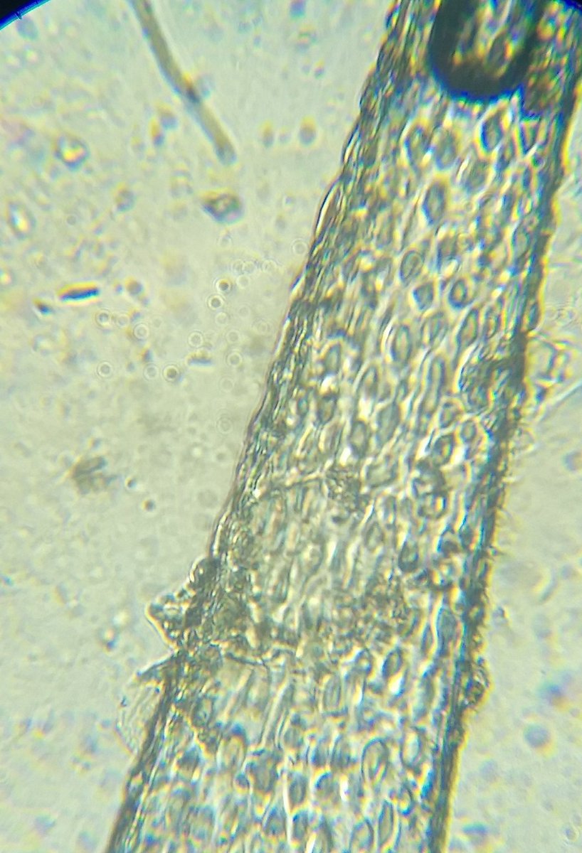  image of Leaf trichome