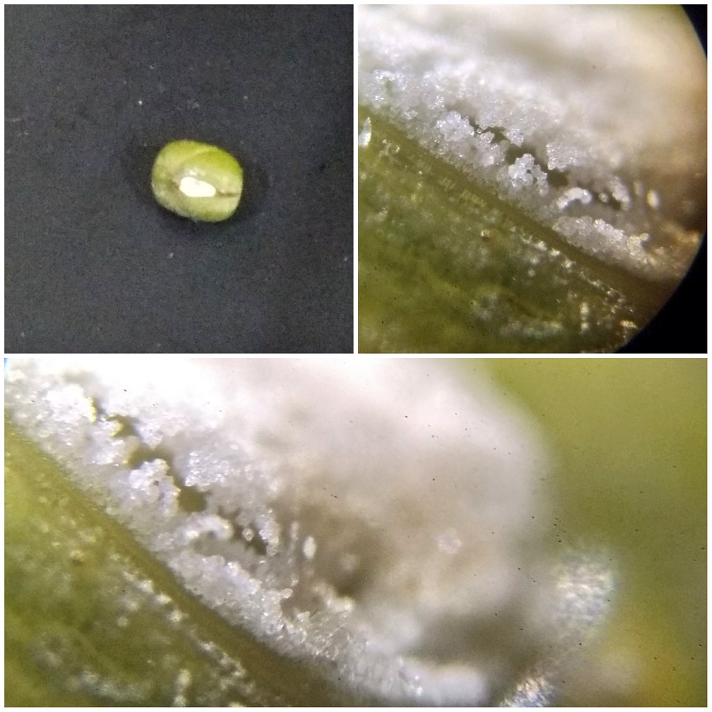  image of a matki seed