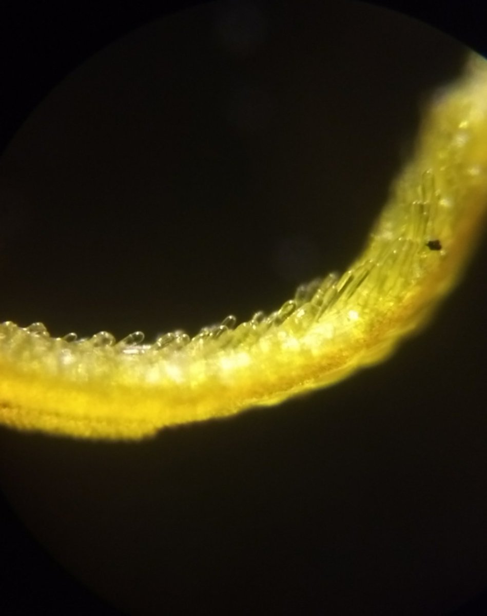  image of Parts of marigold flower