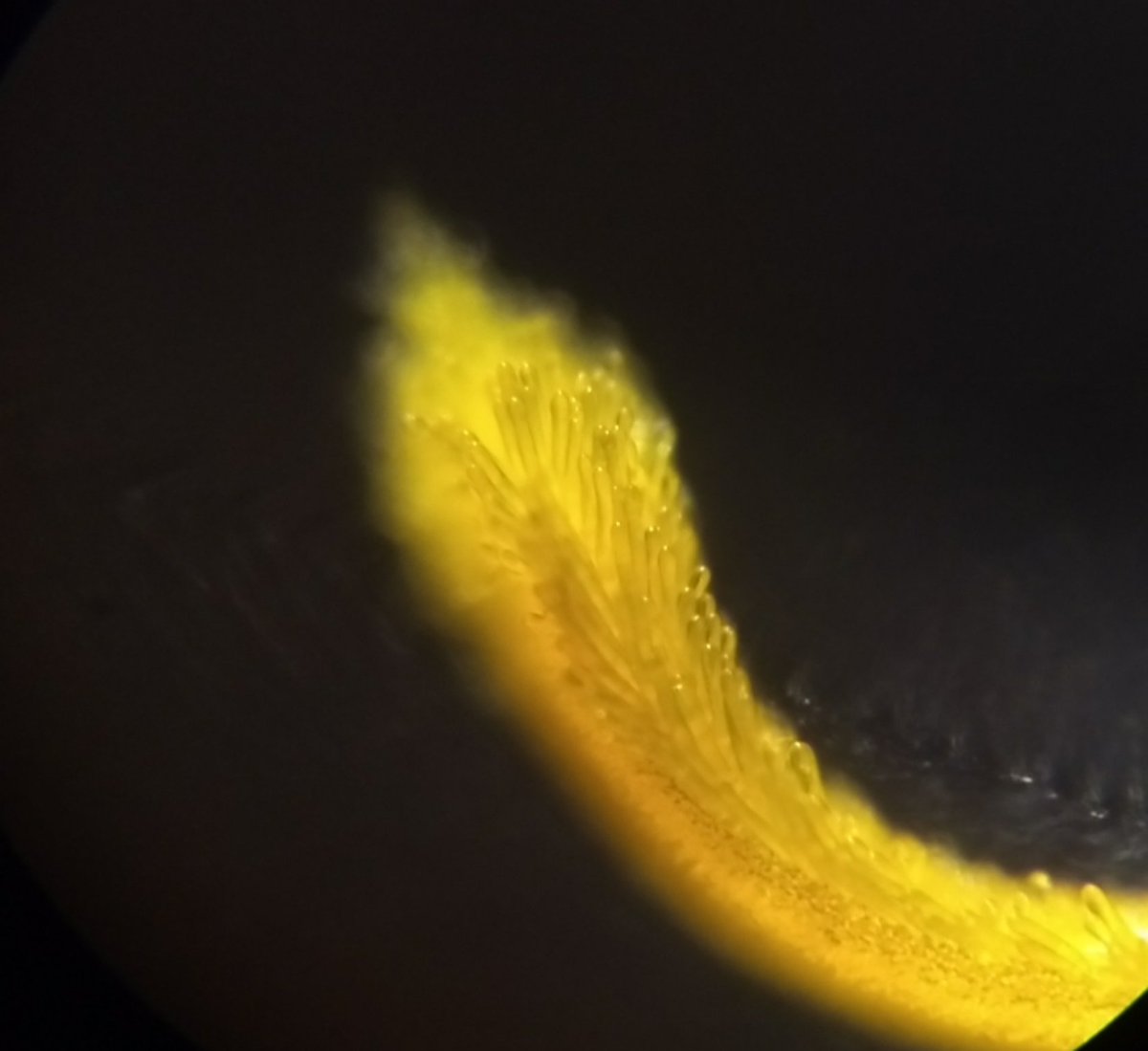  image of Parts of marigold flower